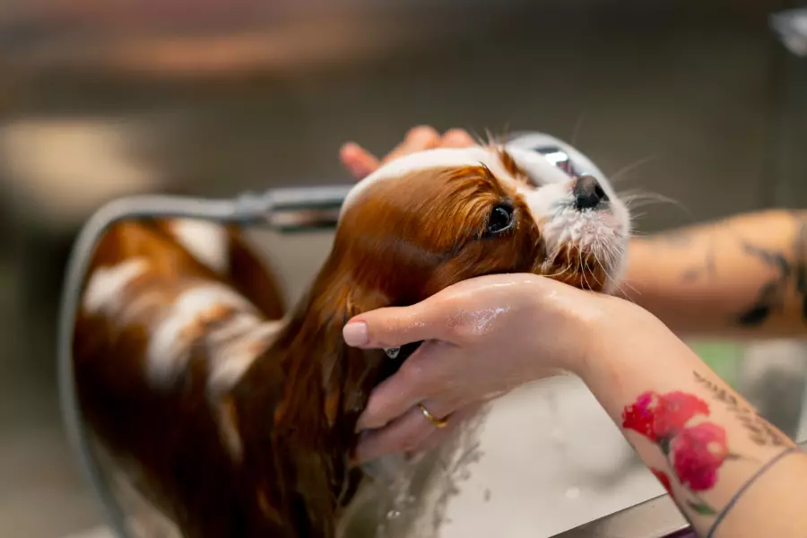 grooming-salon-a-small-king-spaniel-dog-a-groomer-2024-04-11-16-31-32-utc